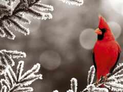 кардинал, птица, зима
