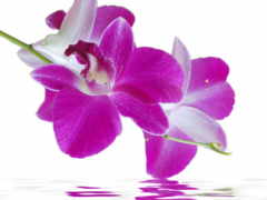 орхидеи, цветы, модульная