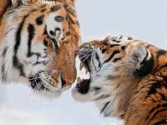 есть два тигра, которые борются за что-то в снегу