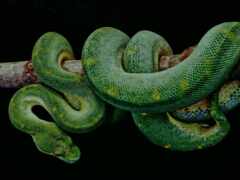 змеи, боа, рептилии