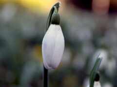 есть белый цветок с зеленым стеблем посередине