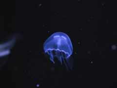 медуза, подводная, голубая