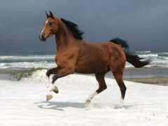 лошадь, бегущая, волнам