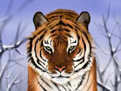 тигр гуляет по снегу в лесу