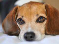 есть собака, которая лежит на кровати