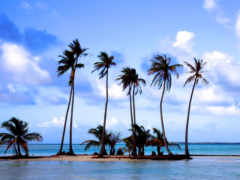 пляж, пальмы, море