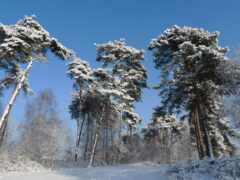 зима, деревья, лихорадка No 148127 Разрешение 1920x1200