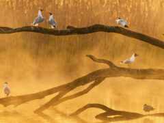 многие птицы сидят на ветке в воде