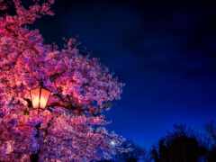 сакур, ночь, цветы