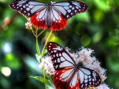 симметрии, цвета, бабочки