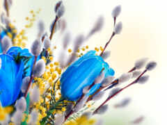 тюльпаны, голубые, мимозы