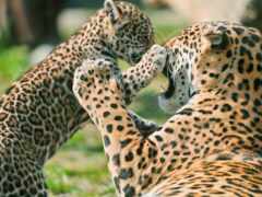 jaguar, животное, png