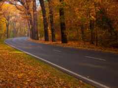 деревья, выстилающие дорогу осенью желтыми листьями