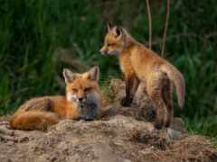 есть две лисы, сидящие на насыпи грязи