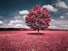 дерево, природа, розовый