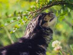 есть кошка, которая смотрит на ветку дерева