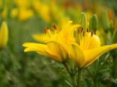 желтые цветы в поле зеленой травы с красными цветами