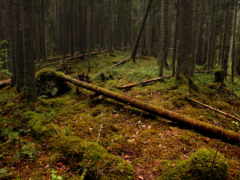 лес, деревья 162864 разрешение 3000x2000