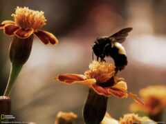 пчелка, цветы, насекомое