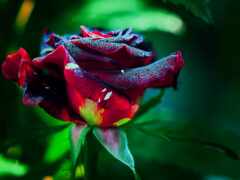 красная роза с черными пятнами на ней