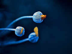 telugu, flowers, blue