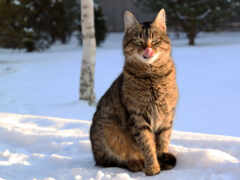 кот, снег, браун