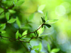 летние, зелёный, листики