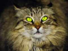 кошка с зелеными глазами смотрит в камеру