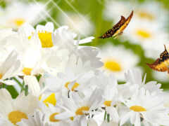 есть много белых цветов с желтыми центрами и летающей бабочкой