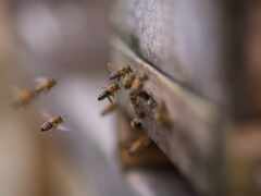 пчелка, animal, hive