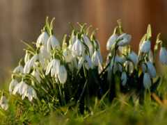 есть много снежных капель, которые растут в траве