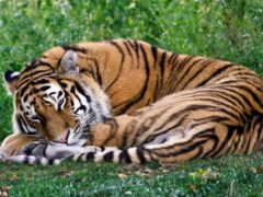тигр, лежит, спит