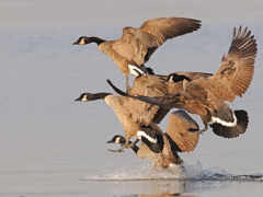 утки, летящие в воздухе над водоемом