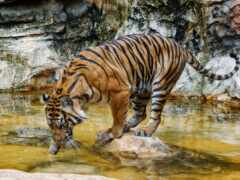 есть тигр, который пьет воду из пруда