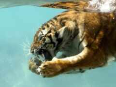тигр, водой, под