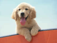 есть собака, которая сидит на лодке