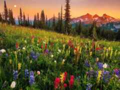 поле диких цветов и деревьев в горах