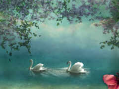 в воде плавают два лебедя с розовыми цветами