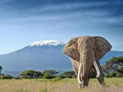 kilimanjaro, elefante, слон