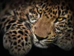 леопард, животное, глаза