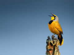 на вершине пня дерева сидит желтая птица