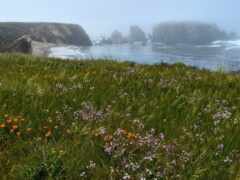 цветы в поле возле океана в туманный день