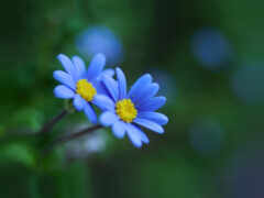 flori, odata, albastre