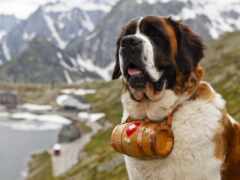 собака-араффе с деревянной палкой во рту на горе