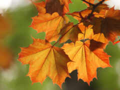 branch, листва, осень