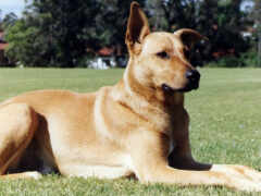 есть собака, которая лежит в траве