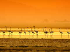 арафы, идущие по пляжу на закате с оранжевым небом