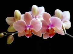 орхидеи, орхидея, домашних