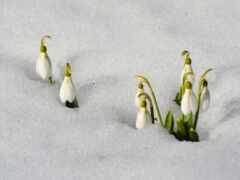 есть три снежные капли, которые растут из снега