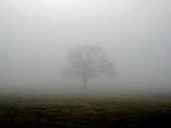 туман, дерево, растение